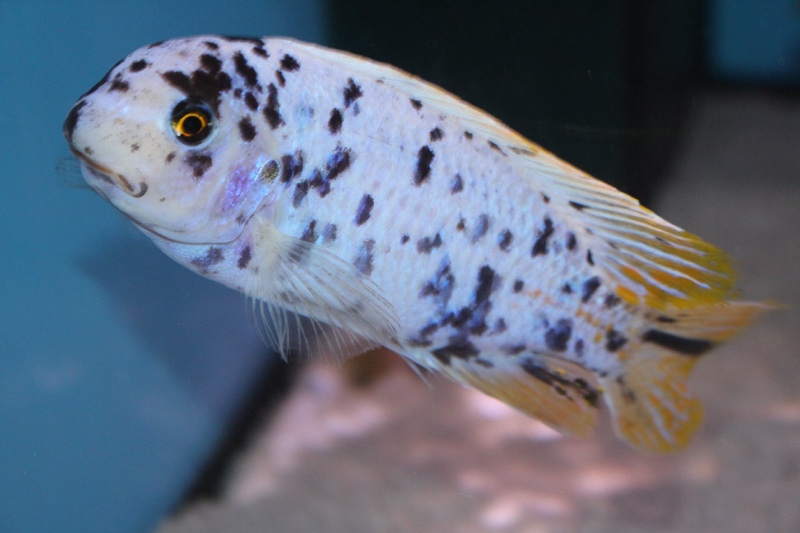 Labeotropheus fuelleborni 'Chimwalani Reef'